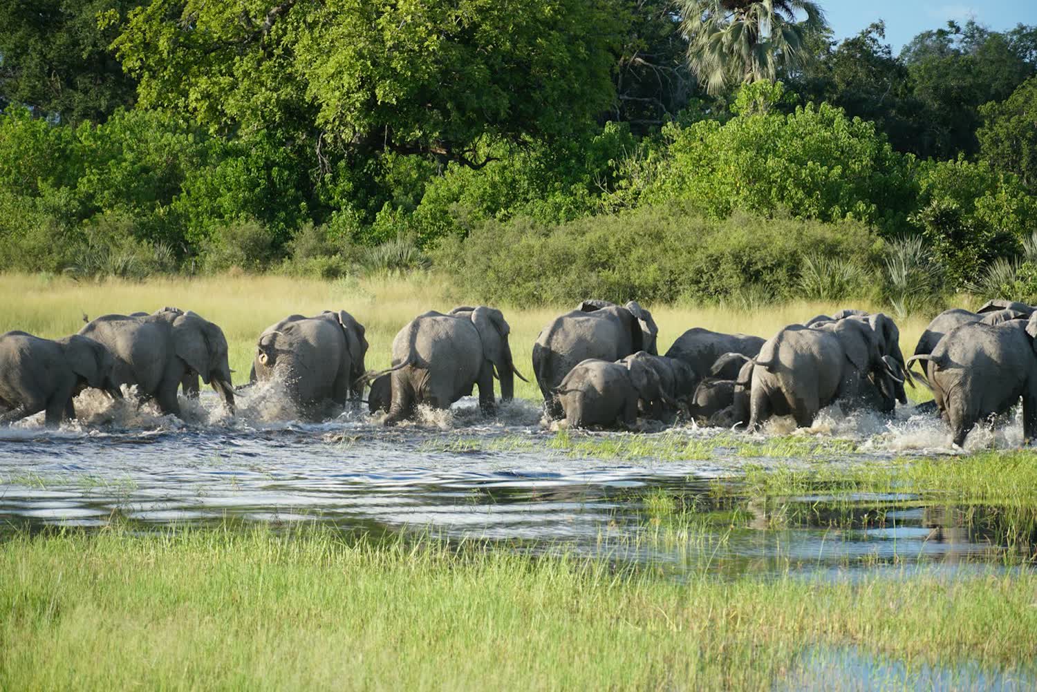 Okavango Delta, Botswana