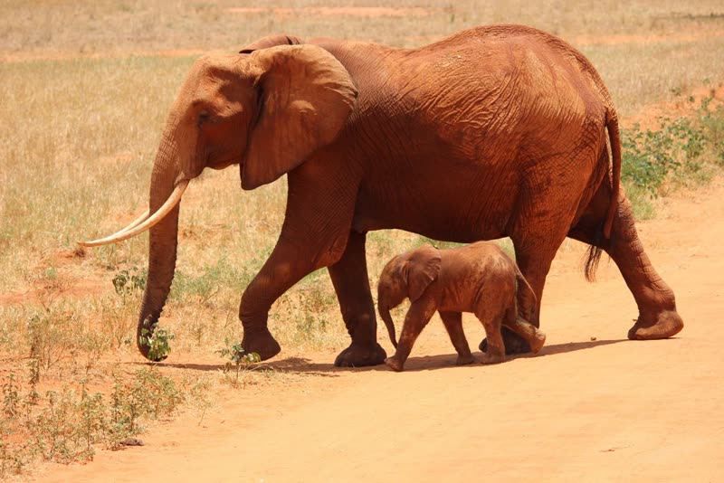 African safari wildlife